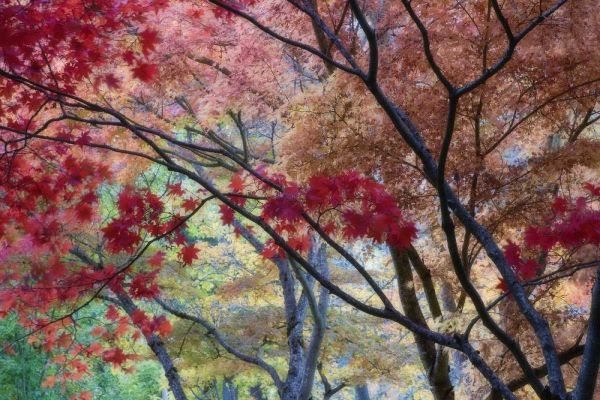 OR, Ashland Lithia Park maple trees in autumn